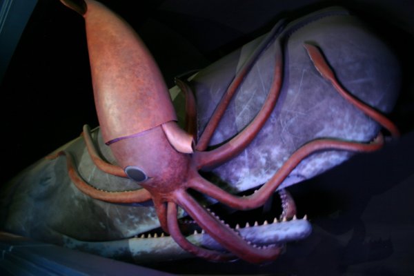 Kraken17 at сайт